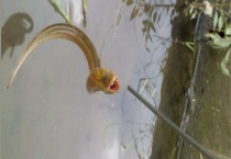 钓黄鳝工具怎么制作 钓黄鳝用什么饵料