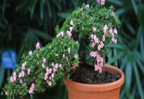 外出家里的花怎么办？