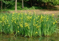 菖蒲用无孔盆怎么养