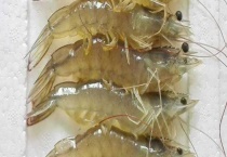 虾能不能生吃 虾不能和什么一起吃