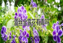 蕾丝金露花有毒吗？