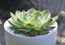 多肉片怎么让它发芽