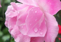 紫薇移栽后不发芽怎么办？