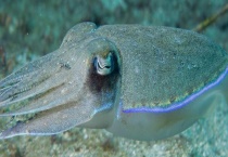 乌贼如何逃避天敌 有什么生活习性和特点