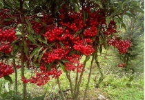 富贵子的果子什么时候剪掉