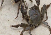 螃蟹为什么横着走？螃蟹吐泡沫 脱壳的原因？