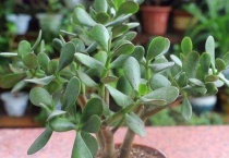 玉树喜欢阳光吗？