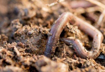 蚯蚓血是什么颜色的 血液颜色由什么决定