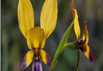 兰花叶枯病用什么药？发生症状和发生规律如何