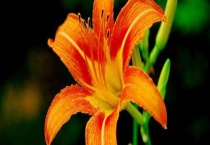 萱草是黄花菜吗？