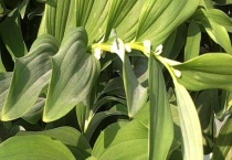 玉竹产地在什么地方 一般生于林下或山野阴坡