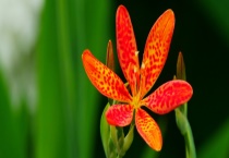 射干的产地分布 附射干的产地环境及效果作用