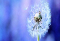 黄谷丁是蒲公英吗？