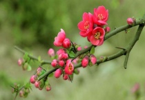 木本海棠好养吗？