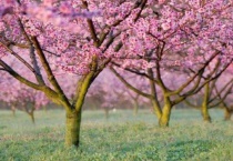 柳树可以嫁接桃树吗？