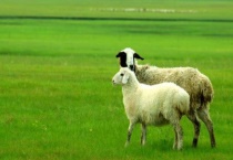 羊的象征意义是什么？