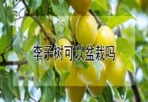 李子树可以盆栽吗？