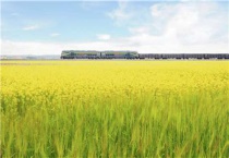 油菜种子播种多久？