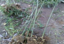 新移栽的竹子几天能活