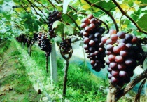 葡萄嫁接时间和多久？