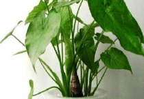 滴水观音的养殖方法 附其繁殖多久？