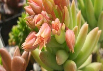 千佛手掉叶子怎么办 掉叶子原因有哪些？