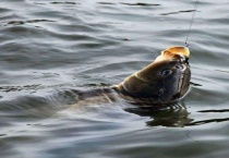黑坑钓鲤鱼饵料配方 附钓鱼位置的选择