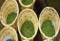 碧螺春属于什么茶？附其鉴赏和鉴别多久？