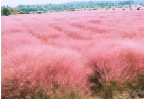 粉黛子什么时候开红花