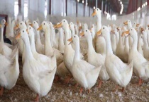 肉鸭有哪些常见品种 这些品种有什么特点