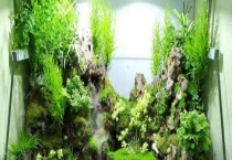 水陆缸养植物用什么土 水陆缸可选植物