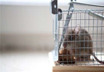 老鼠吃胆钙化醇多久死