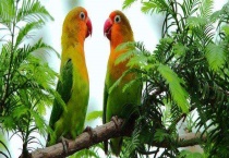 牡丹鹦鹉寿命是多少 常见的种类有哪些？