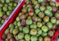 蜂糖李三年树产量多少？