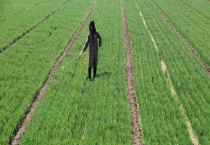 玉米苗后除草剂有哪些？