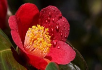 耐冬花掉叶怎么办？