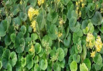 大吴风草是落叶还是常绿 有哪些繁殖多久？