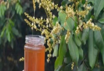 荔枝蜜和乌桕蜜哪个好 附二者对比