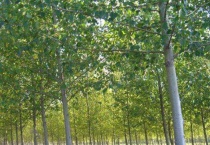 毛白杨是乔木还是灌木