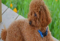 泰迪有什么别称 价钱怎么样