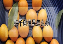 桔子树掉果怎么办？
