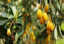 枇杷的产地分布和成熟期 附生长条件