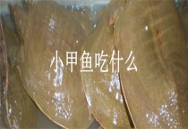 小甲鱼吃什么？