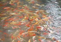 金鱼正确的养殖方法是什么 金鱼尾巴的作用是什么？