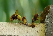 马蜂在窗户角筑巢怎么办 附正确处理方式