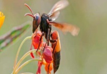 被马蜂蛰了多久毒发 附中毒反应