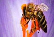 介王多久不围王算成功 围王怎样多久？