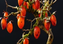 老鸦柿下山桩需要多长时间才会结果呢 老鸦柿子下山桩该怎么种