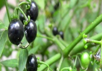 龙葵和黑枸杞的区别？ 外形、分布和价值均有区别？