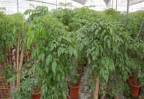 绿宝树和辛福树的区别？ 从叶片看很容易分辨